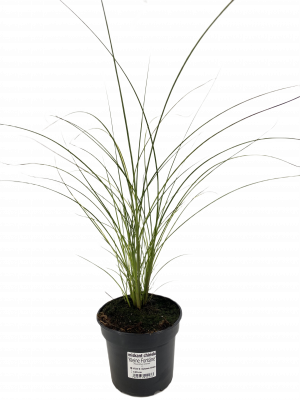 Miskant chiński KLEINE FONTANE 3l