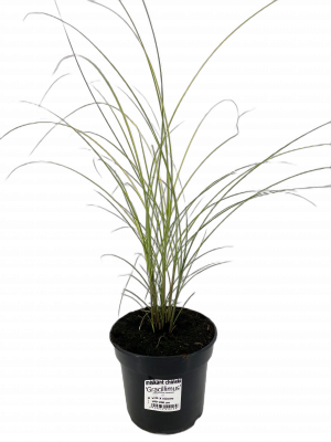 Miskant chiński GRACILLIMUS 3l