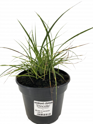 Miskant chiński ETINCELLE 3l