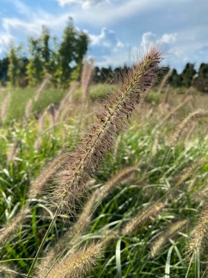 Rozplenica japońska CASSIAN 3l