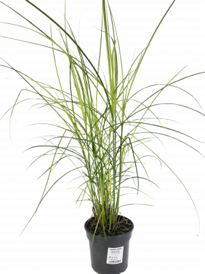 Miskant chiński GRAZIELLA 3l