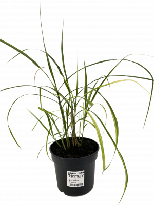 Miskant chiński MEMORY 3l